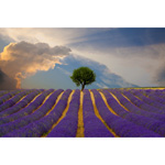 Lavender Field