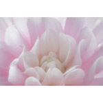 Untitled (Dahlia Pink)