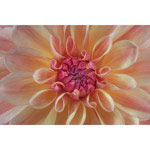 Untitled (Dahlia Orange)