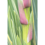 Yucca 3