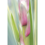 Yucca 2