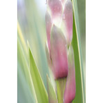 Yucca 1