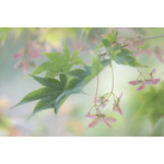 Japanese Maple 1