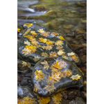 Leaves on the Water