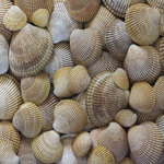 Shells