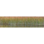 Reed Panorama