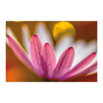 Osteospermum 4