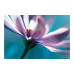 Osteospermum 2