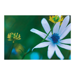 Osteospermum 3