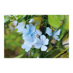 Plumbago