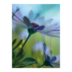 Osteospermum 1