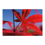 Red Maple 2