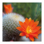 Cactus Flower