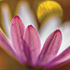 Osteospermum 4