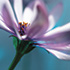 Osteospermum 2