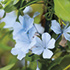 Plumbago