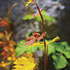 Wild Grape Leaves