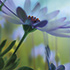 Osteospermum 1