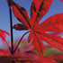 Red Maple 2