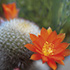 Cactus Flower