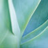 Agave I